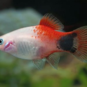 santa platy.jpg