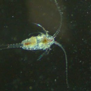 Copepod-Copepoda-02-600x321.jpg