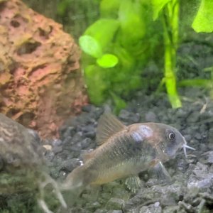 corydora hole 3.jpg
