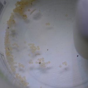 DSCF4035.JPG