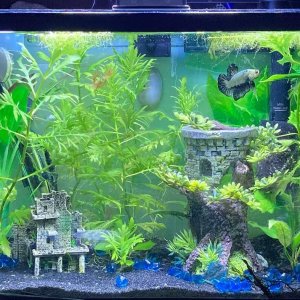 Joels's tank.jpg