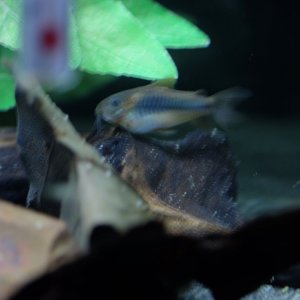 DSCF4266.JPG