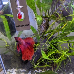 betta 2.jpg