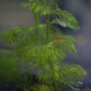 DSCF4387.JPG