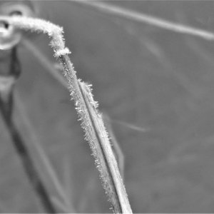 Frost Close Up (2).JPG