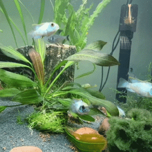 20201024_200132_1.gif