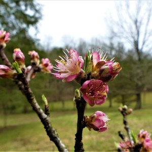 Pink Flower (2).JPG