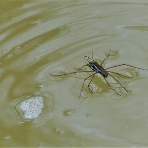 Water Skeeter (2).JPG