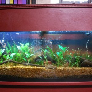 55 gallon Tank 8-15-20.jpg