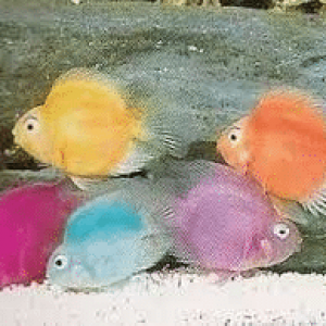 1603814684801.png