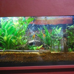55 gallon Tank 10-26-20.jpg