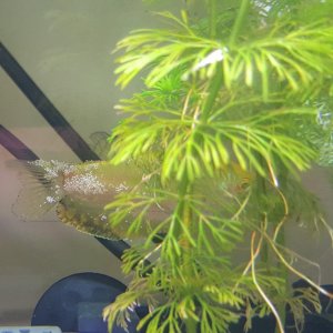 weird gourami.jpg