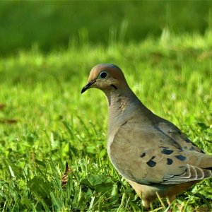dove.jpg