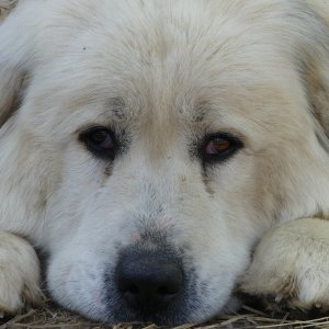 Sad Dog.JPG