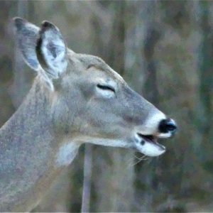 Deer.jpg