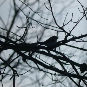 Bird Sadow cast.JPG