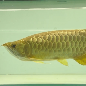 arowana fish gold 24k in asian.png