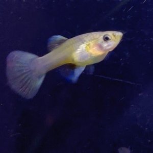 IMG_20201102_185235.jpg
