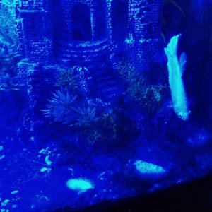 IMG_20201104_215947376.jpg