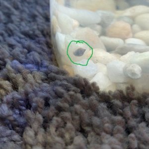 snail.jpg