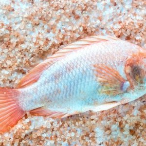 fresh-tilapia-with-pink-salt_165536-9214.jpg