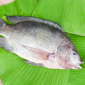 tilapia-fish-freshwater_73523-2568.jpg