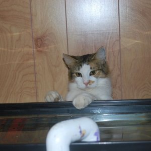 Bonnie Kitty always likes to help.jpg