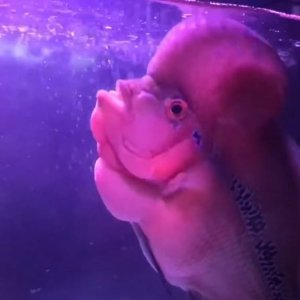Flowerhorn cichlids fish price in india.JPG