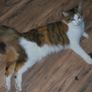 Bonnie Kitty on the floor.jpg