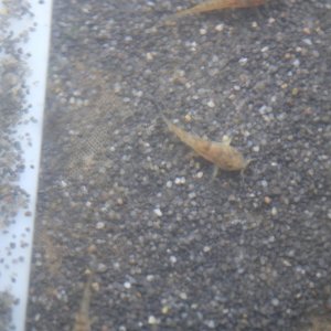 DSCF5116.JPG