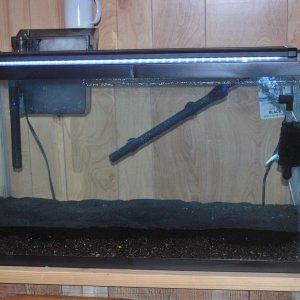 29 gallon tank 11-17-2020.jpg