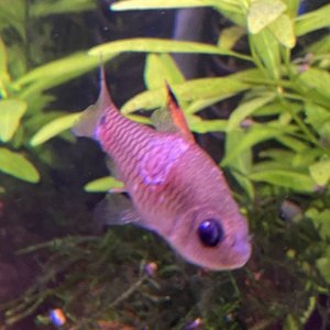 fish1.jpg