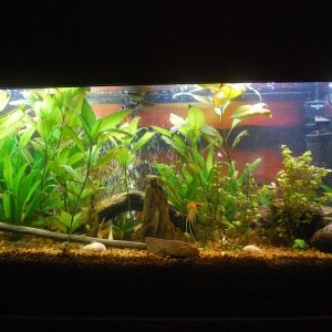 55 gallon Tank 9-29-20.jpg