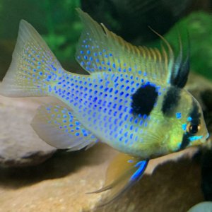 ram colors.jpg