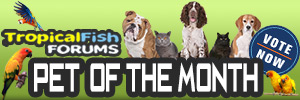 FishForums.net Pet of the Month