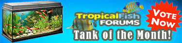 FishForums.net Tank of the Month