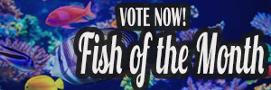 FishForums.net Fish of the Month