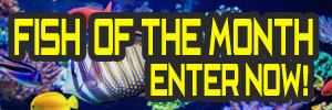 FishForums.net Fish of the Month