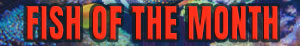 fotm-banner-small.jpg