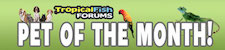 FishForums.net Pet of the Month