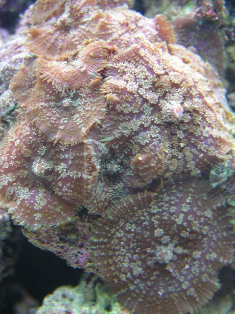 011005mushyrockclose.jpg