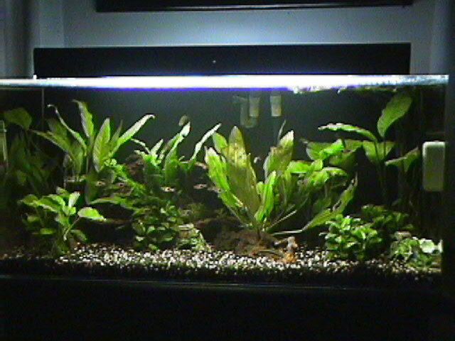 03_11_12_A40g.jpg