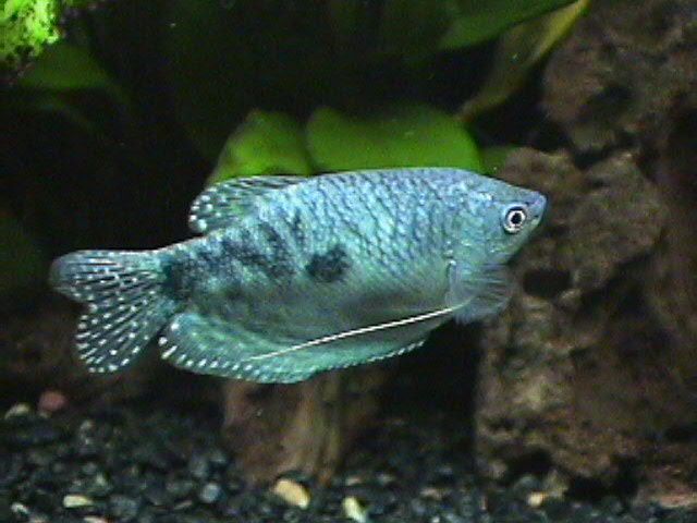 03_11_12_F_Opaline_Gourami.jpg