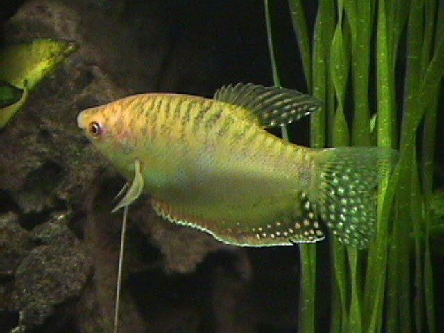 03_11_12_M_Gold_Gourami.jpg