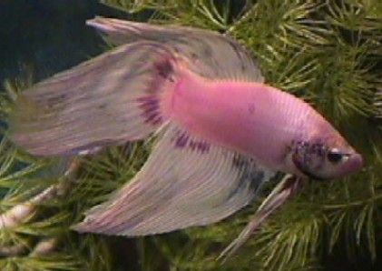 04_01_24_Betta_2.jpg
