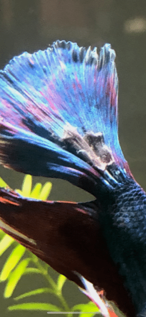 055C4623-C2EE-417D-A77A-970A55AB08C0.png