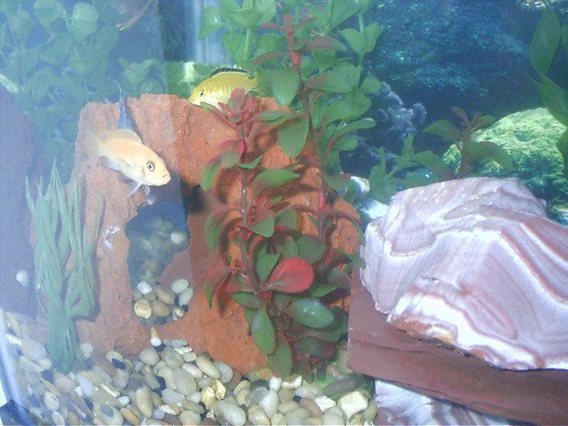 061404___Orange_and_Yellow_Cichlids.jpg