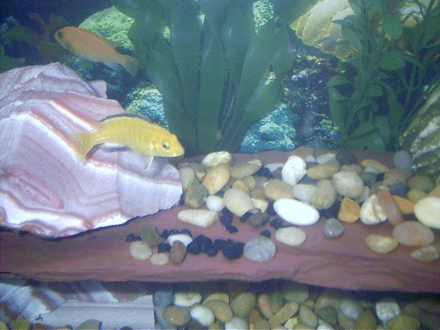 061404___Yellow_Cichlid___2.jpg