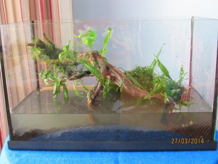 10 gallon biotope set-up.jpg