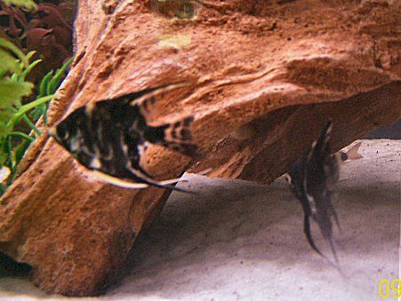 100_0154.JPG